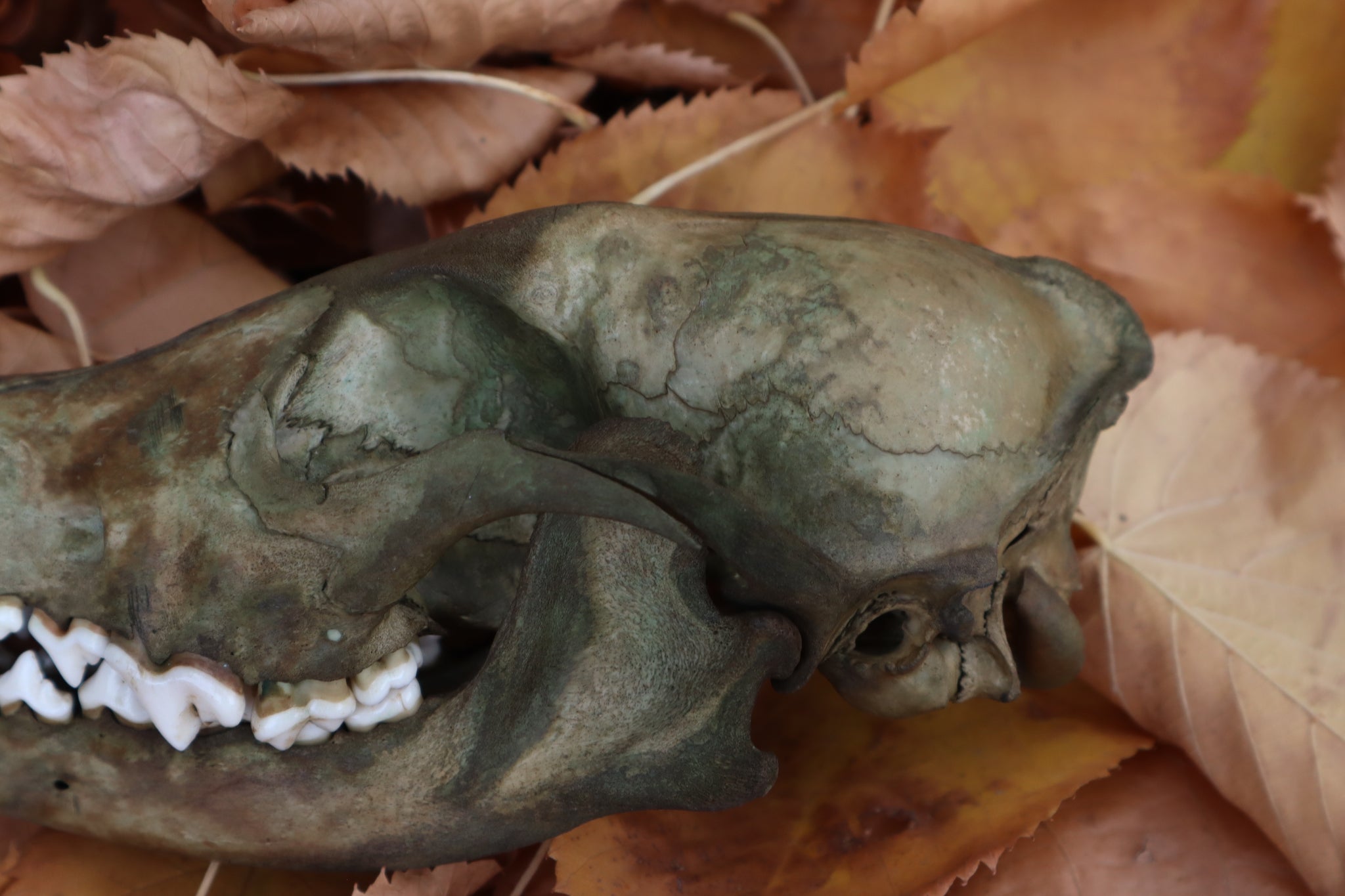 Reserved for Devyn - Ancient Grove Coyote Skull