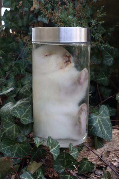 White Rabbit Wet Specimen