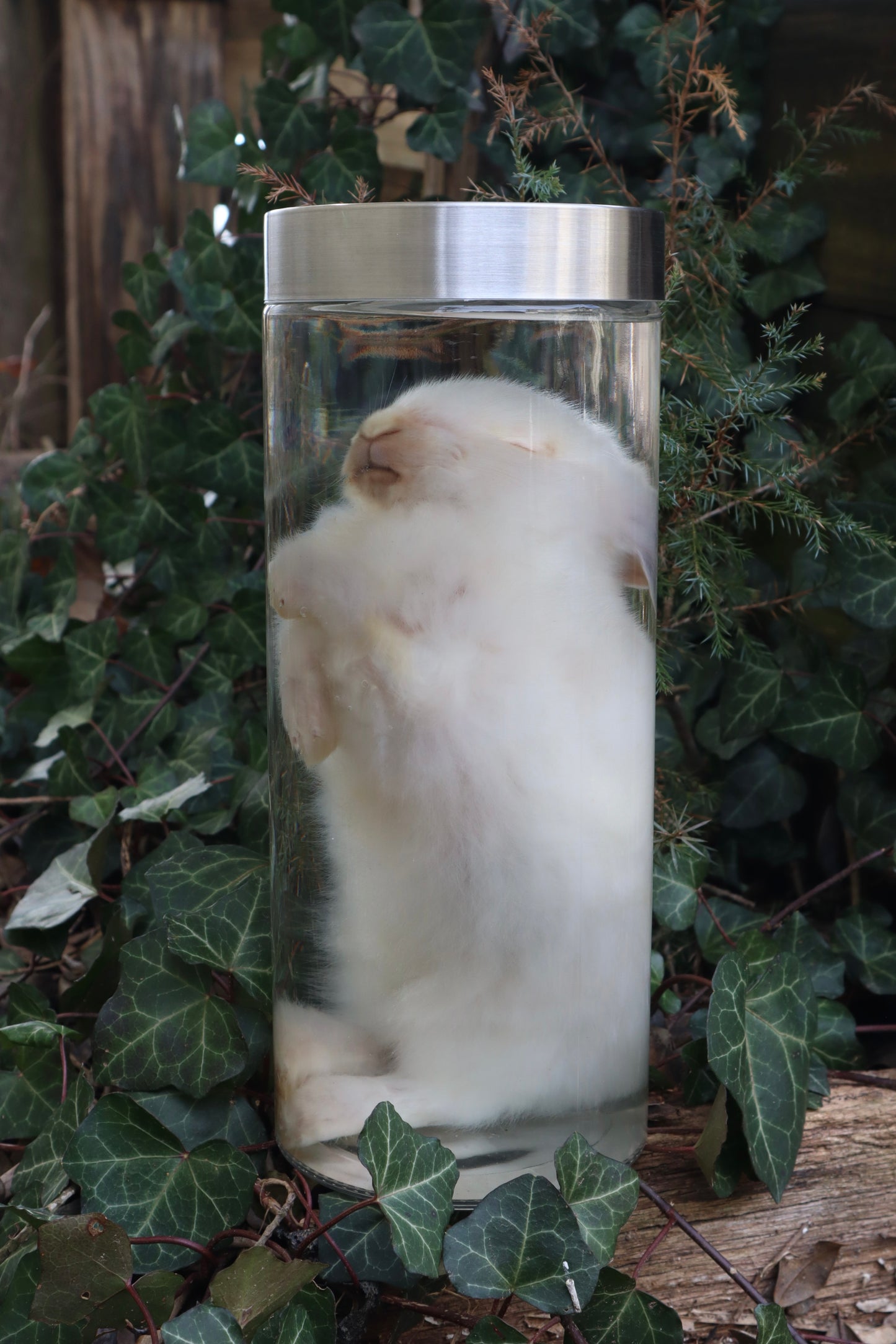 White Rabbit Wet Specimen