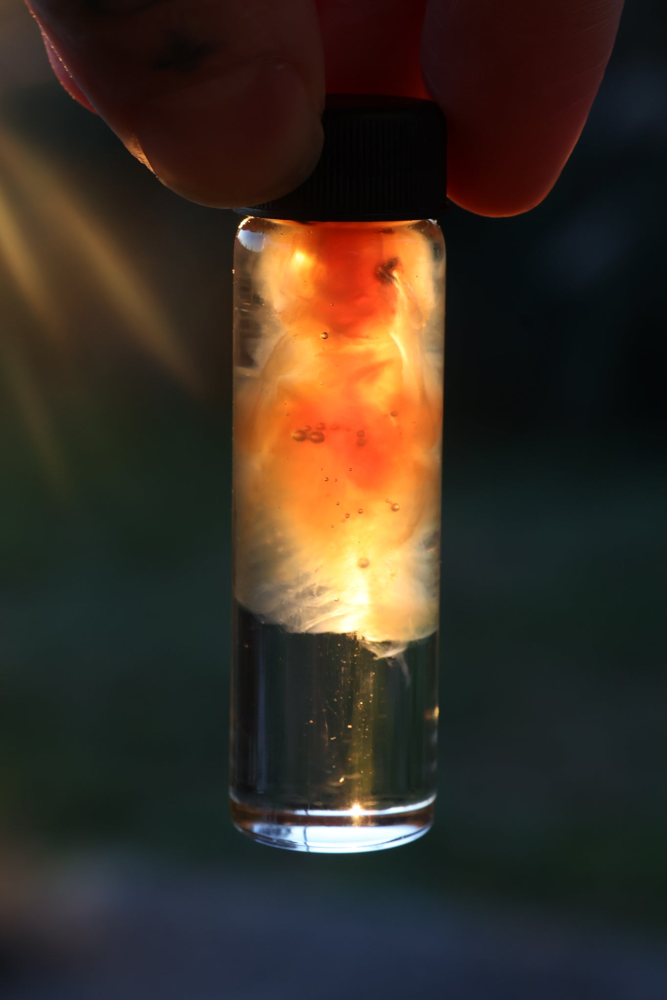 Diaphonized Fetal Beaver