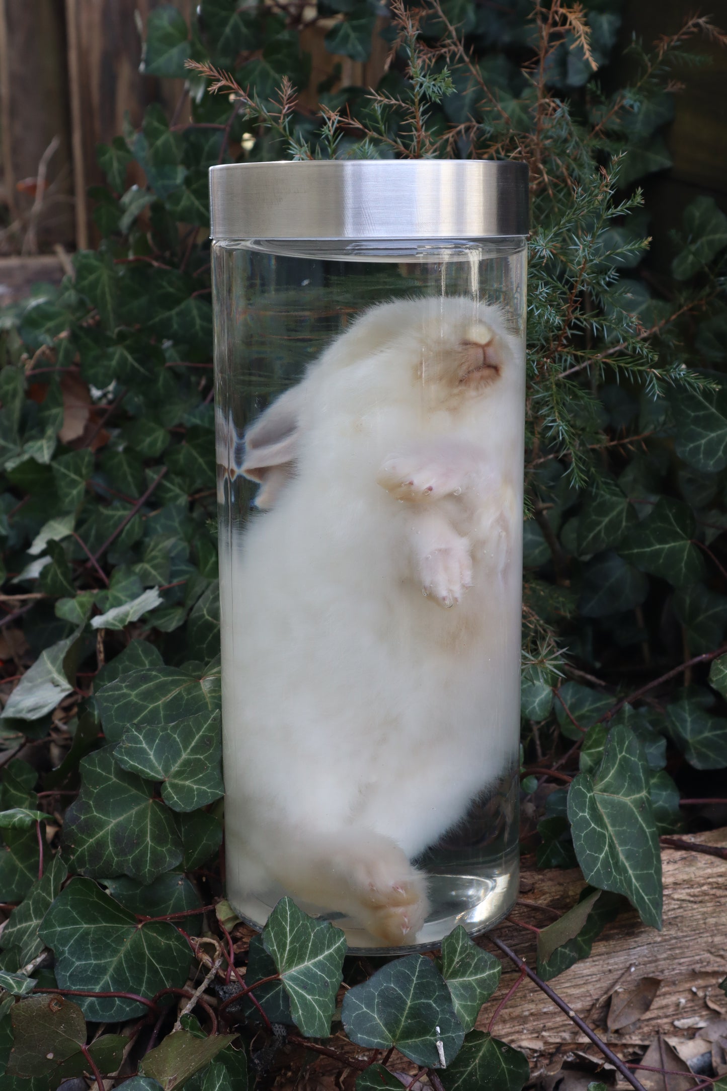 White Rabbit Wet Specimen