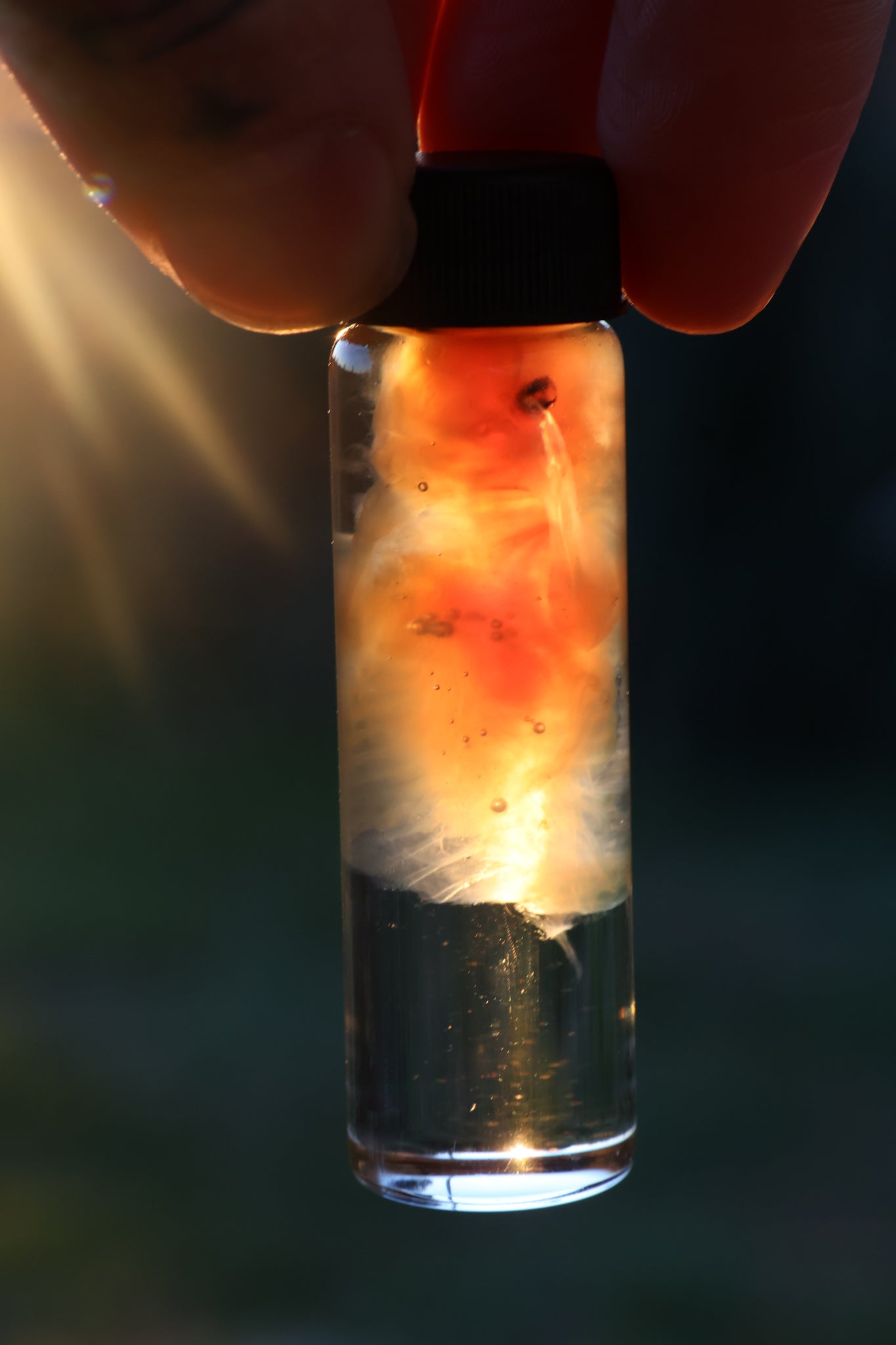 Diaphonized Fetal Beaver