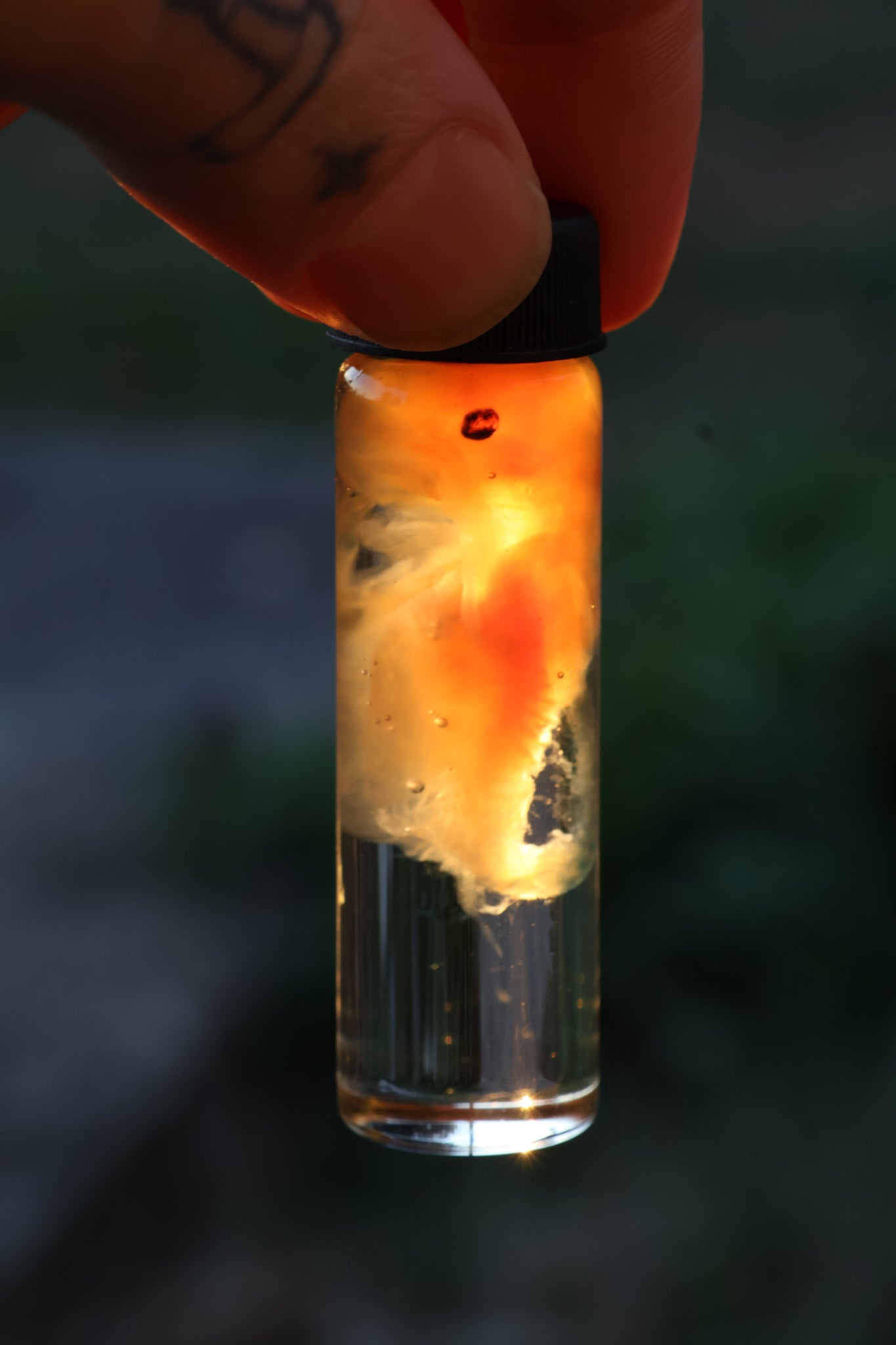 Diaphonized Fetal Beaver