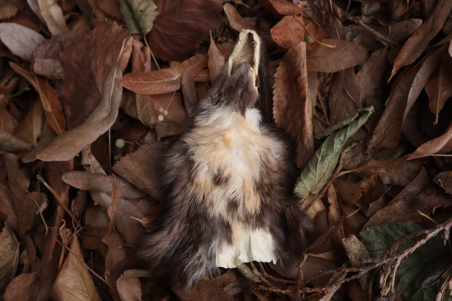 Reserved for Amber - Craft Pine Marten Face
