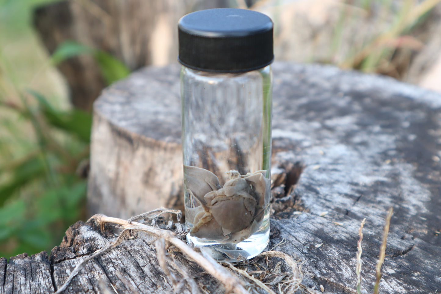 Kitten Heart and Lungs Wet Specimen