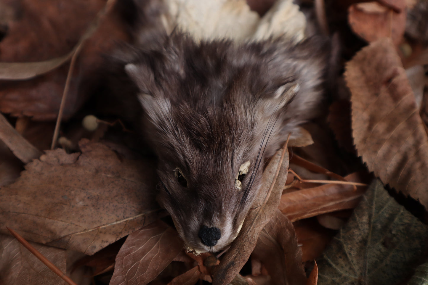 Reserved for Amber - Craft Pine Marten Face