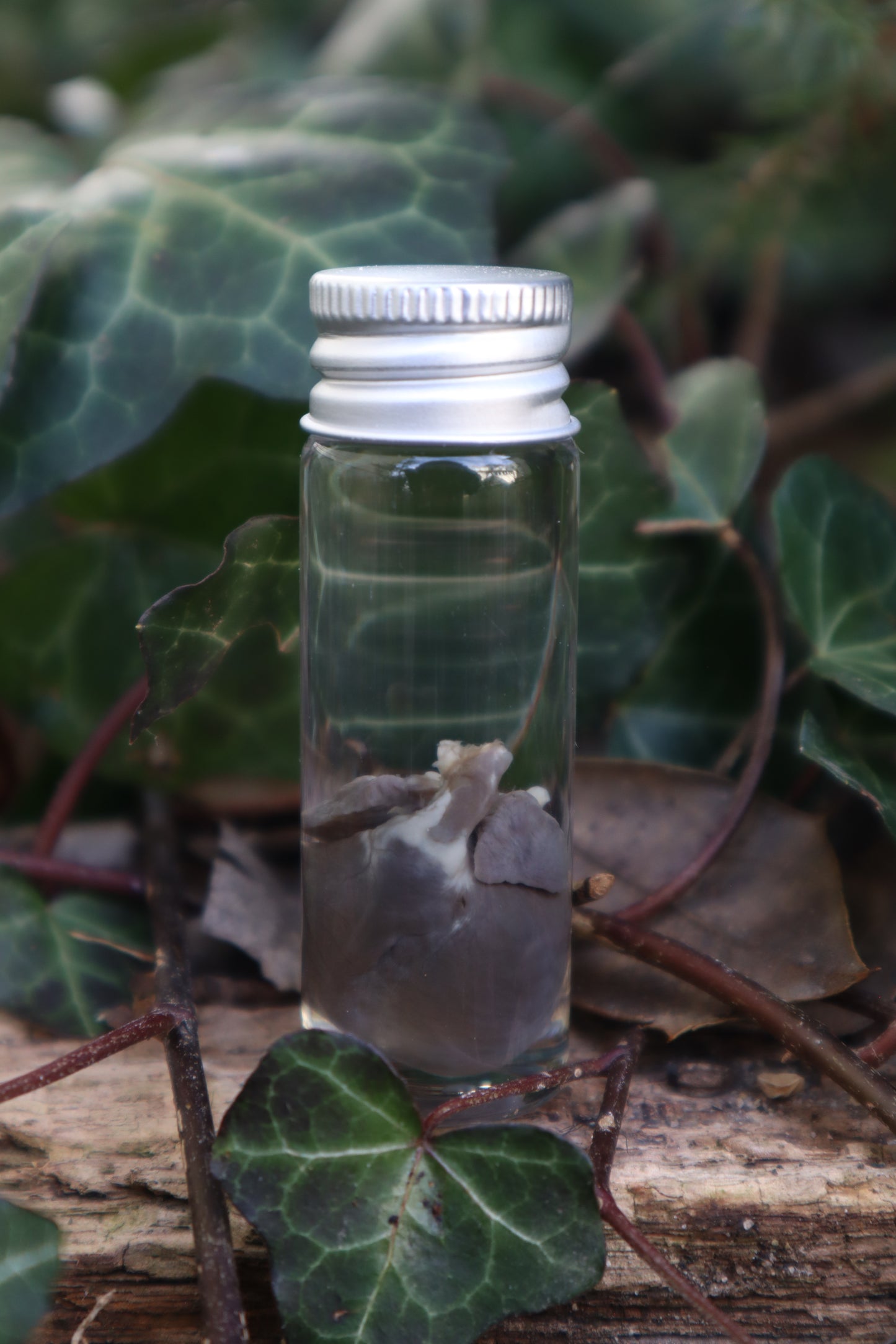 Wet Specimen Rabbit Heart