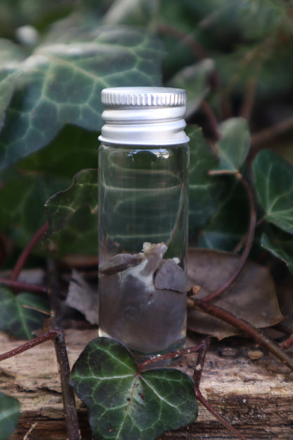 Wet Specimen Rabbit Heart