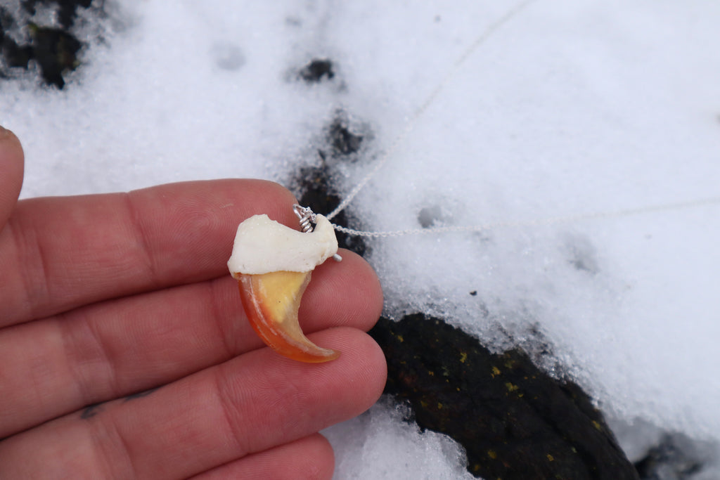 Mountain Lion Claw Necklace