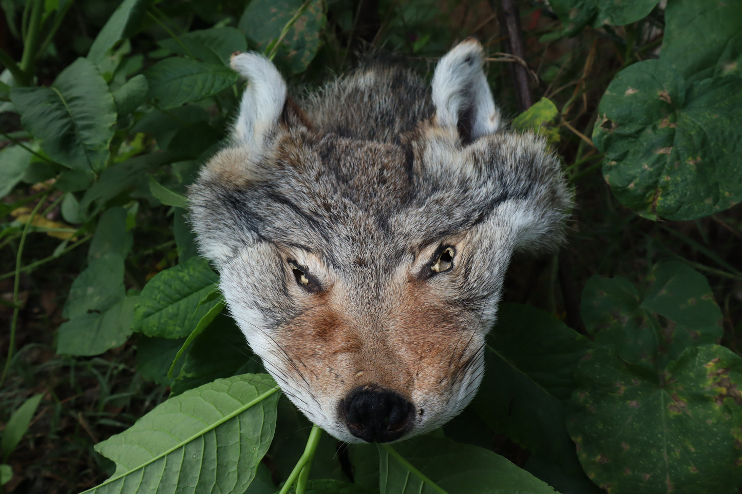 Soft Tanned Craft Coyote Face