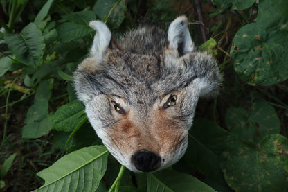 Soft Tanned Craft Coyote Face