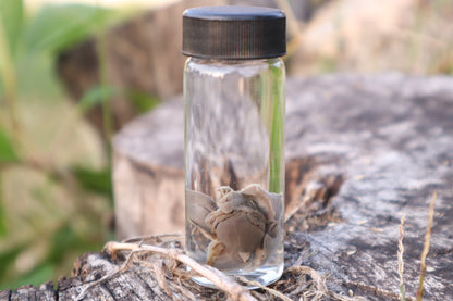 Kitten Heart and Lungs Wet Specimen
