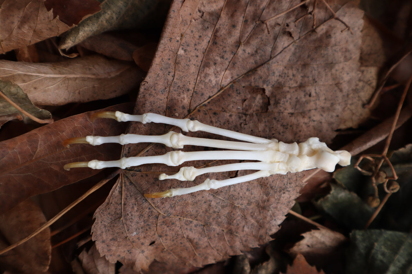 Pathological Pine Marten Paw Articulation