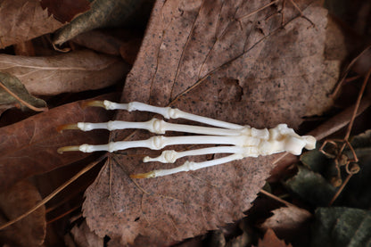 Pathological Pine Marten Paw Articulation