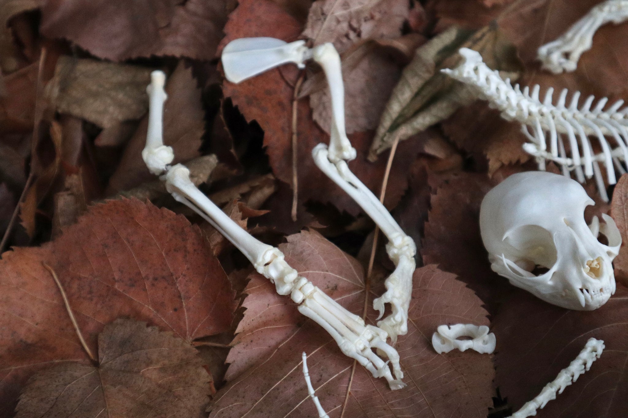 Kitten Skeleton