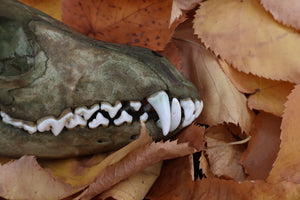 Reserved for Devyn - Ancient Grove Coyote Skull