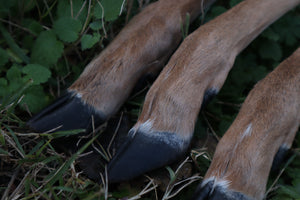 Whitetail Deer Leg