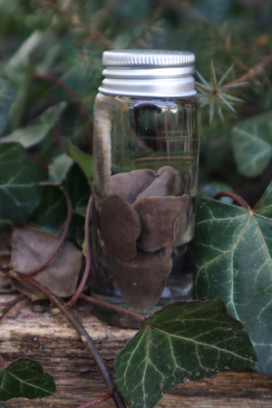 Wet Specimen Rabbit Lungs