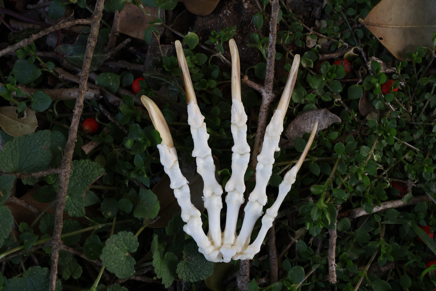 Reserved for Shayne - Badger Paw Articulation