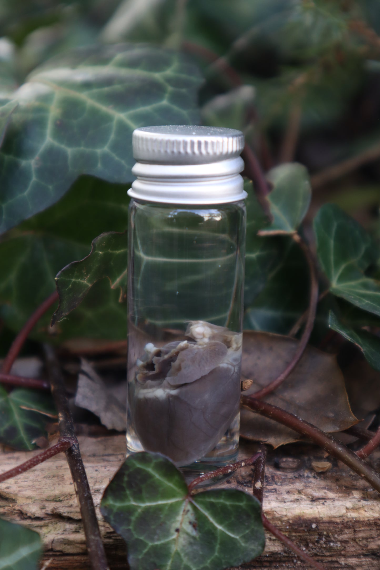 Wet Specimen Rabbit Heart