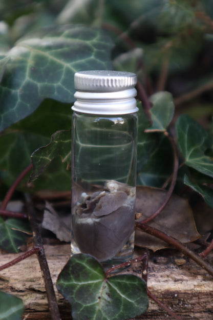 Wet Specimen Rabbit Heart