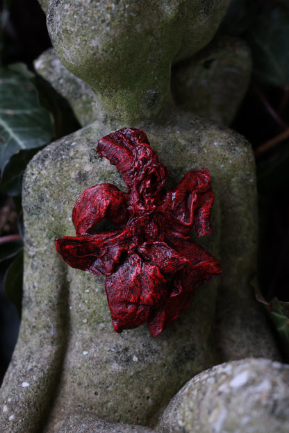 Dry Preserved Kitten Lungs