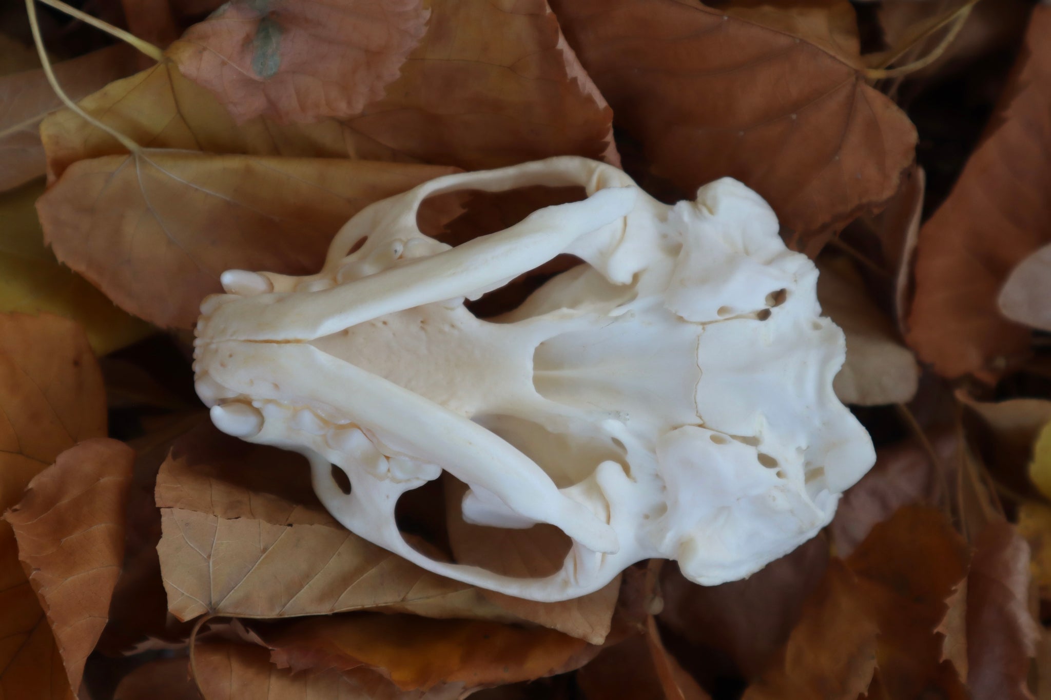 Damaged River Otter Skull