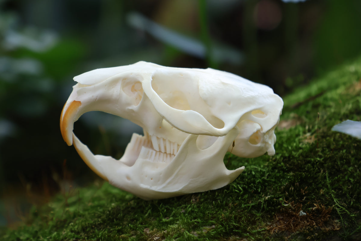 Muskrat Skull