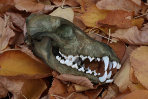 Reserved for Devyn - Ancient Grove Coyote Skull