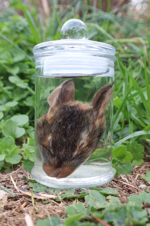 Baby Cottontail Rabbit Face Wet Specimen