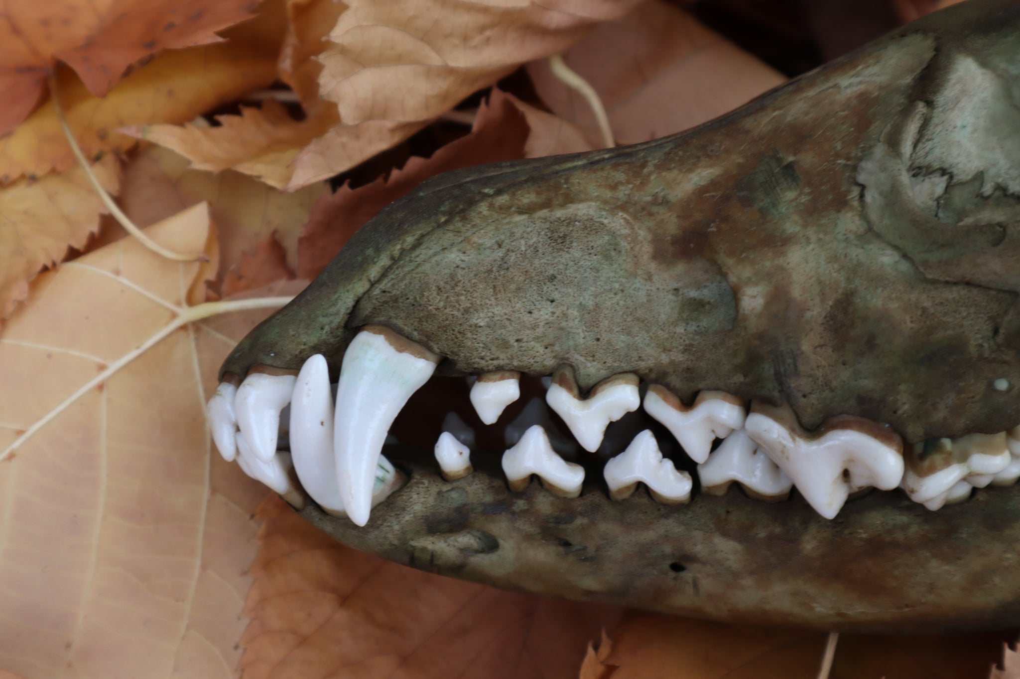 Reserved for Devyn - Ancient Grove Coyote Skull