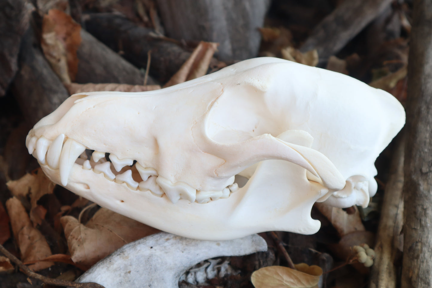 Reserved for Danielle - Coyote Skull