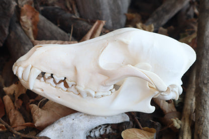 Reserved for Danielle - Coyote Skull