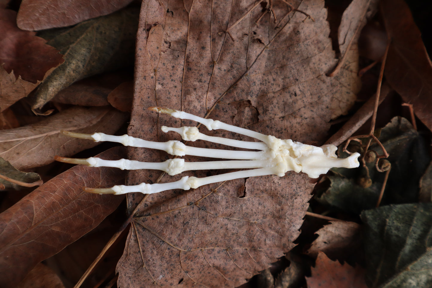 Pathological Pine Marten Paw Articulation