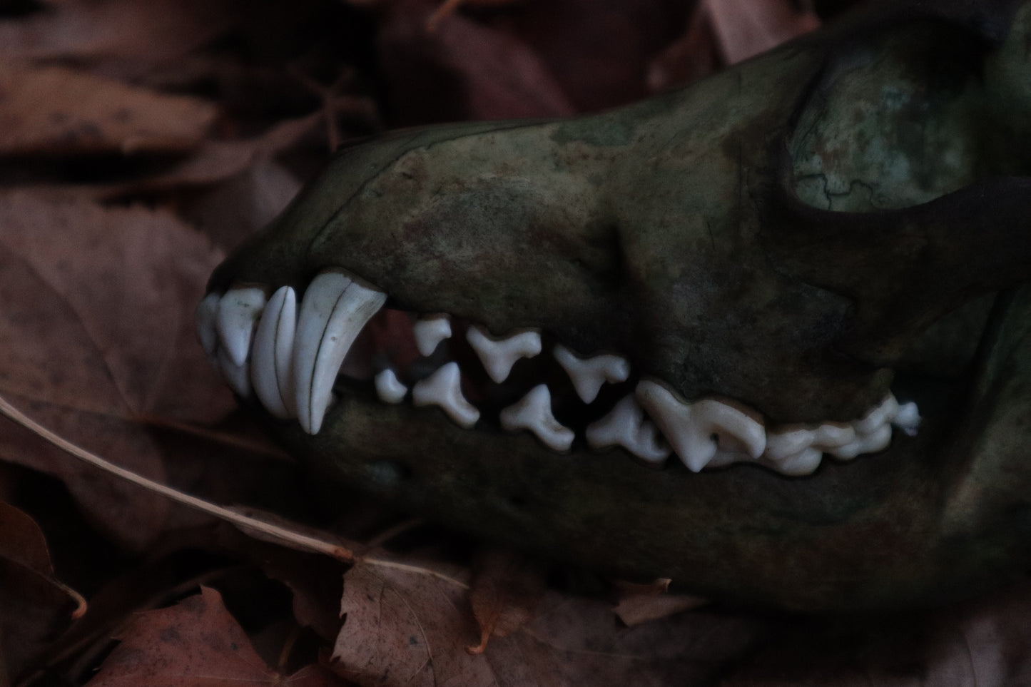 Reserved for Sev - Ancient Grove Coyote Skull