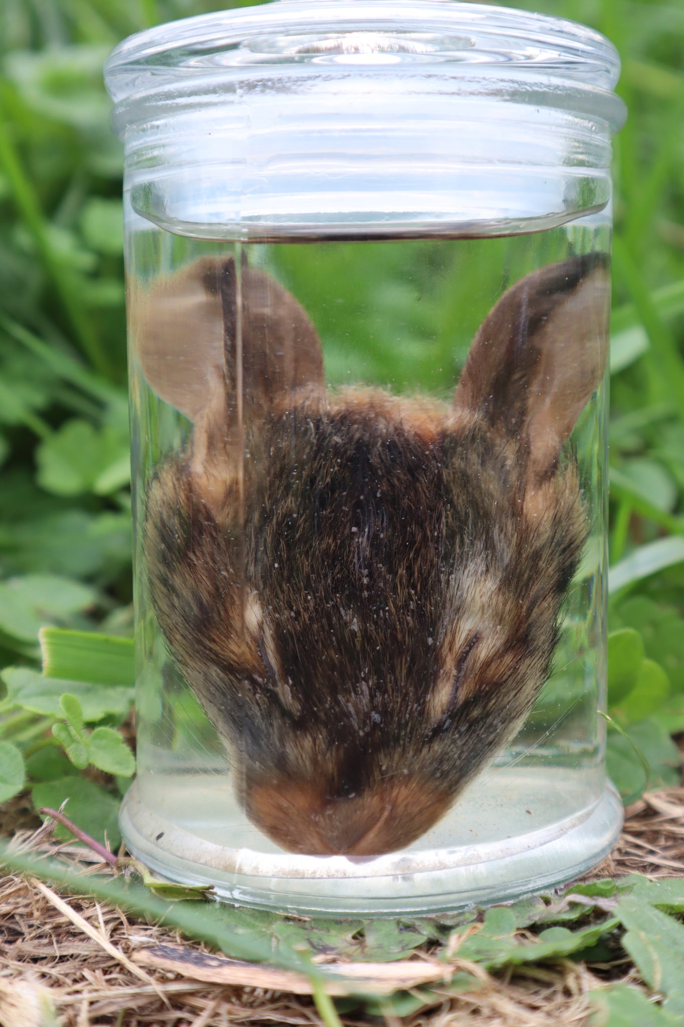 Baby Cottontail Rabbit Face Wet Specimen