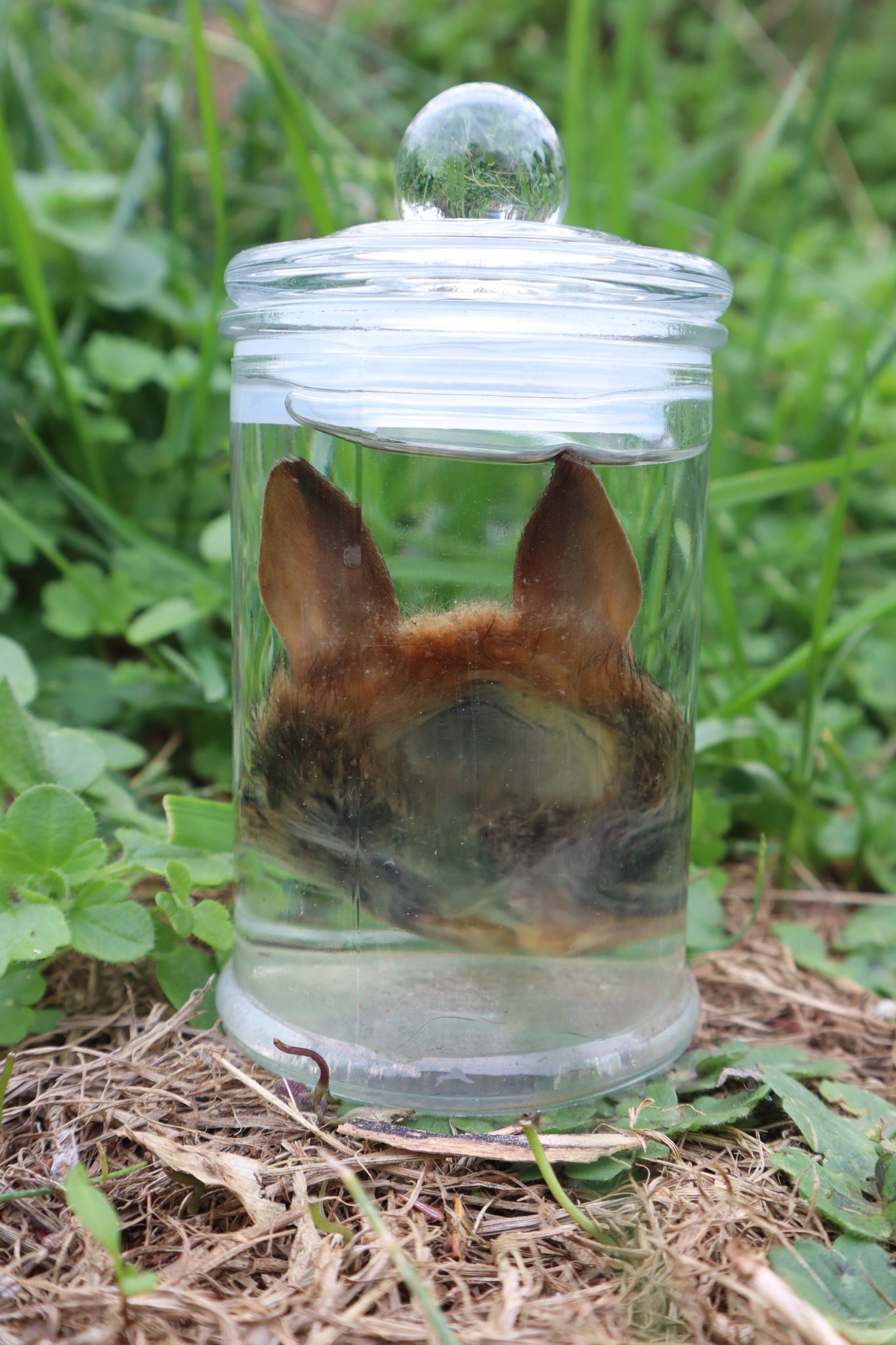 Baby Cottontail Rabbit Face Wet Specimen