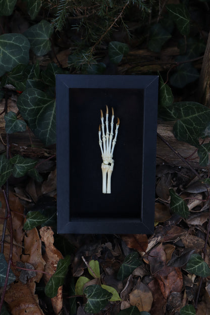 Reserved for Madison - Raccoon Paw Articulation