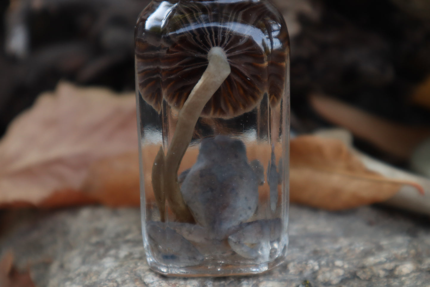 Gray Tree Frog and Fairy Ring Mushroom Wet Specimen