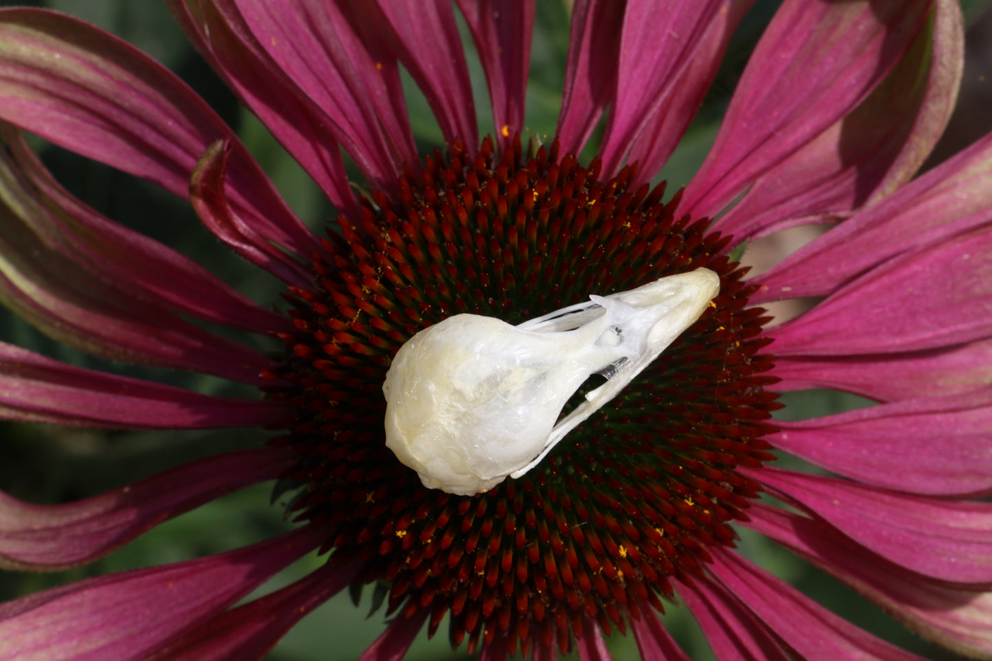 Reserved for Amber - Baby Chick Skulls