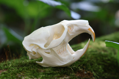 Muskrat Skull