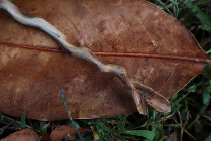 Black Walnut and Kitten Femur Offering Spoon