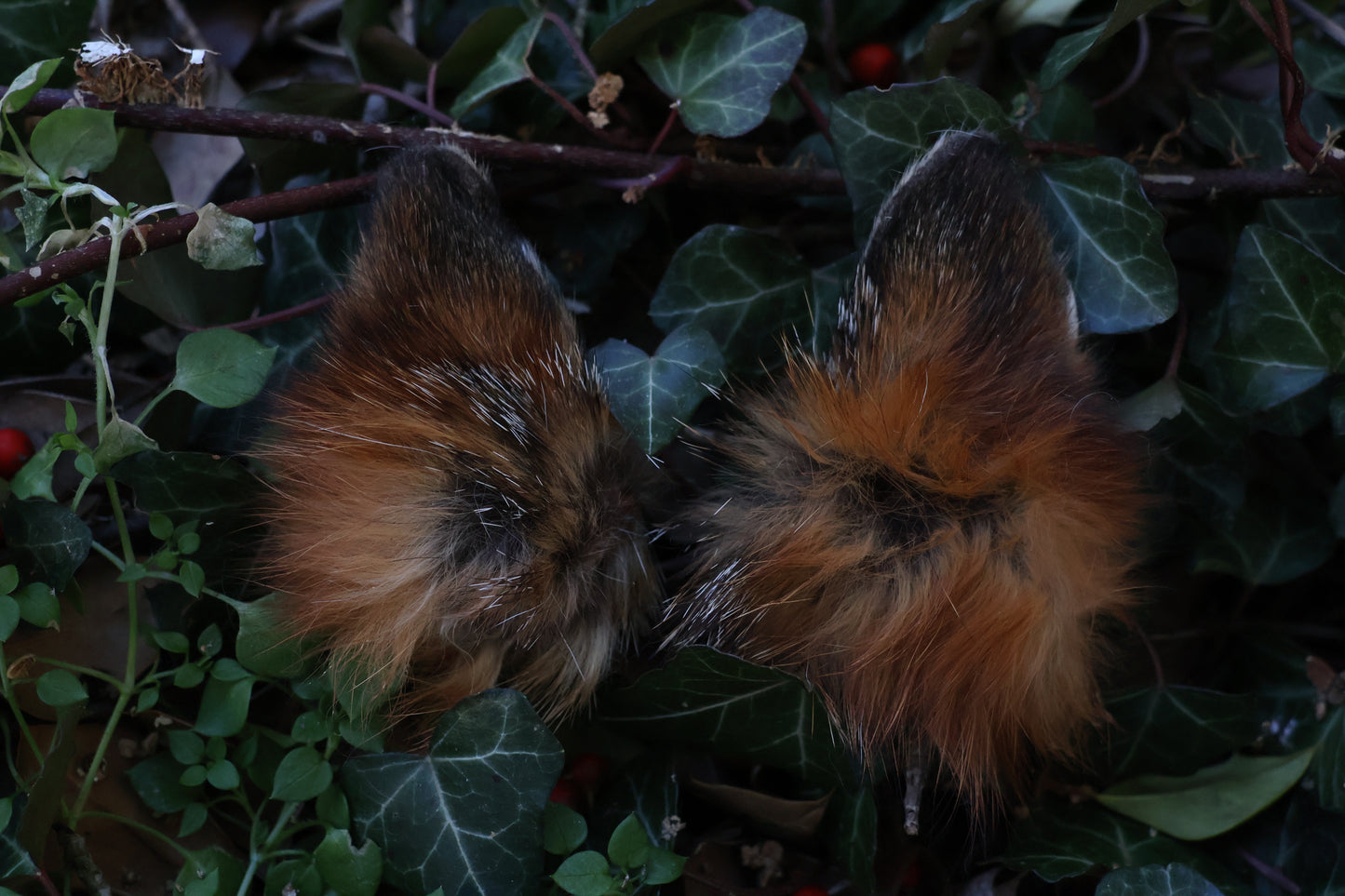 Reserved for Amber - Dry Preserved Red Fox Ears