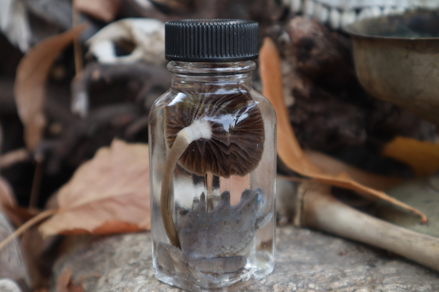 Gray Tree Frog and Fairy Ring Mushroom Wet Specimen