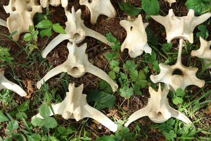 27 Whitetail Deer Vertebrae Lot