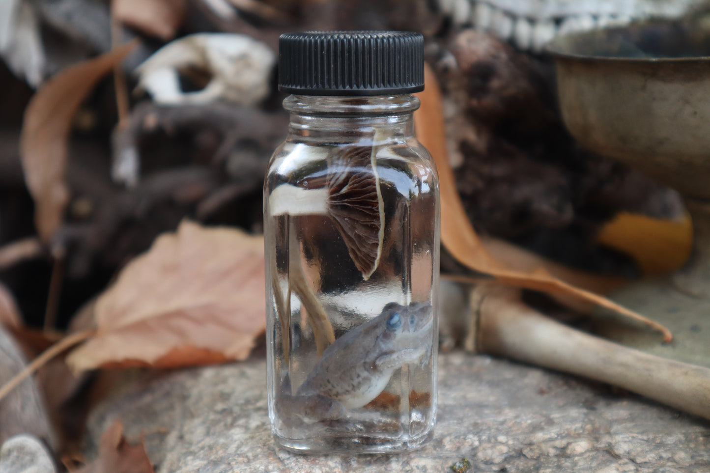 Gray Tree Frog and Fairy Ring Mushroom Wet Specimen