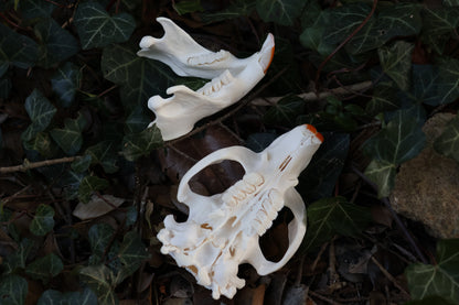 Reserved for Jessie - Beaver Skull