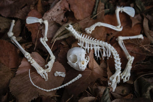 Kitten Skeleton