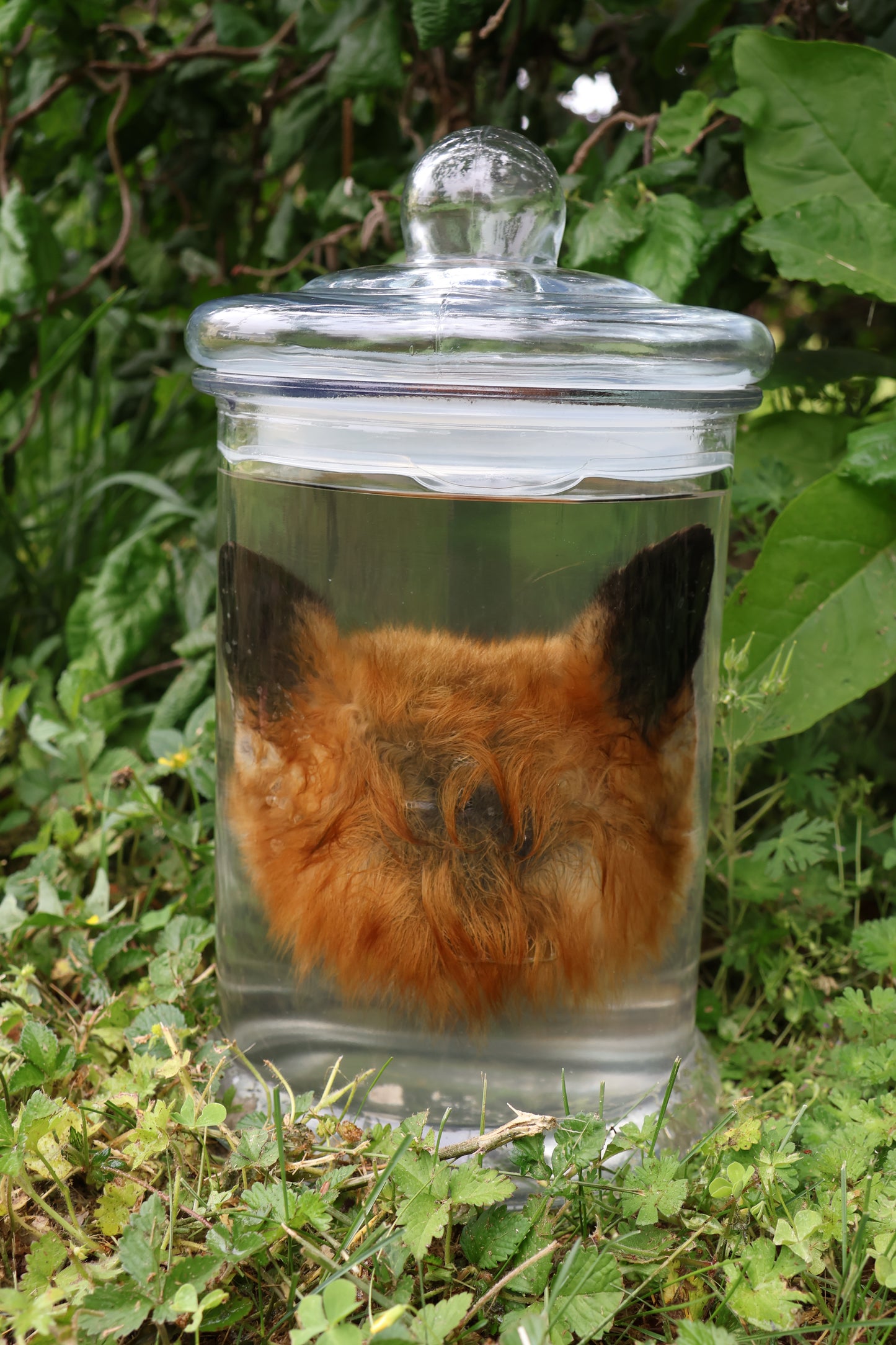 Red Fox Head Wet Specimen