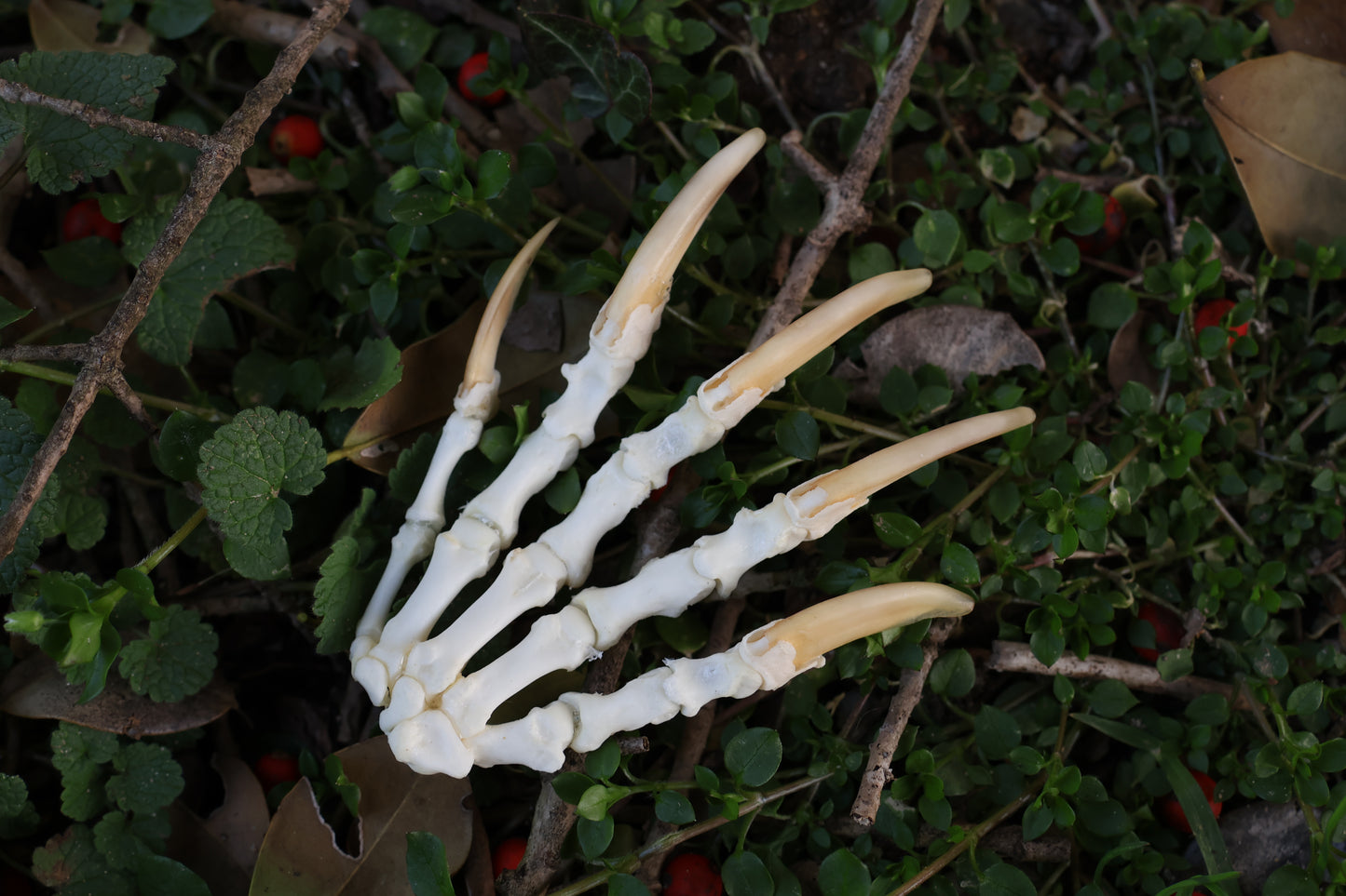Reserved for Shayne - Badger Paw Articulation